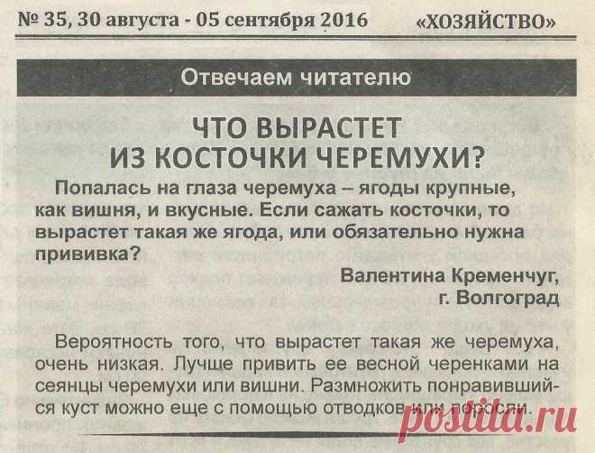 Что вырастет из косточки черемухи