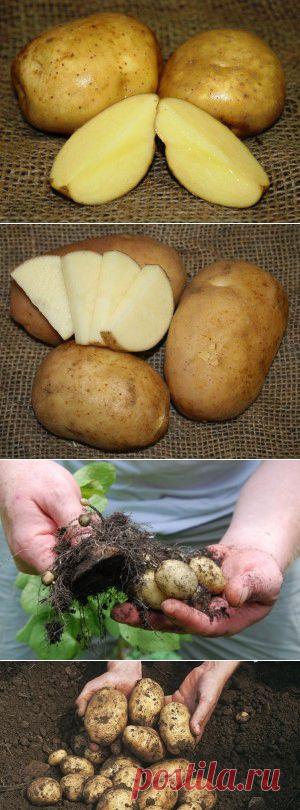Посадка картофеля долями клубня для увеличения урожайности - Чудо-огород