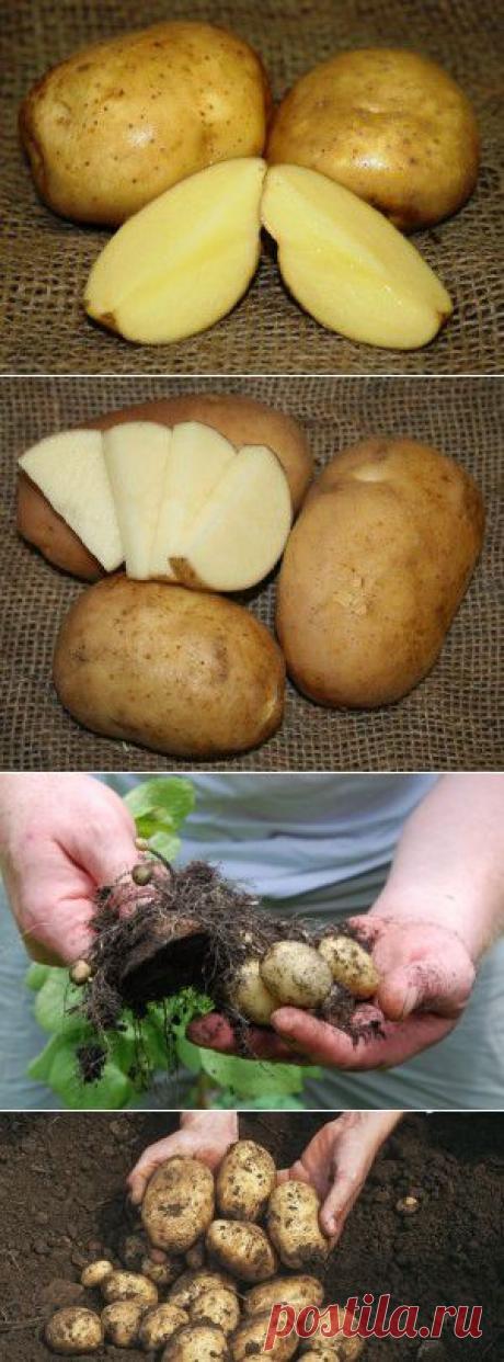 Посадка картофеля долями клубня для увеличения урожайности - Чудо-огород