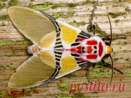 Мотылек Idalus Herois.
В Центральной Америке был найден мотылек, получивший неофициальное название «тигровый мотылек с лицом клоуна».