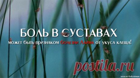 От чего болят суставы? 9 причин этой болезни и как их устранить
Эта болезнь является очень опасной. Главная её черта в том, что она - инфекционная!
Обычно, инфекция попадает в организм через укус клеща.