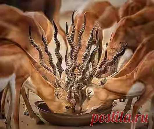 Animals - Google+