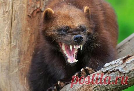 Росомаха: Единственный, кого стоит бояться в тайге | Книга животных | Пульс Mail.ru