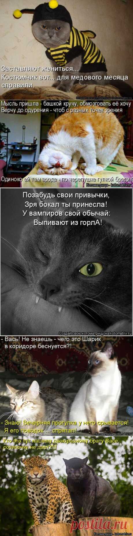 Котоматрица: самый смешной сайт о животных.