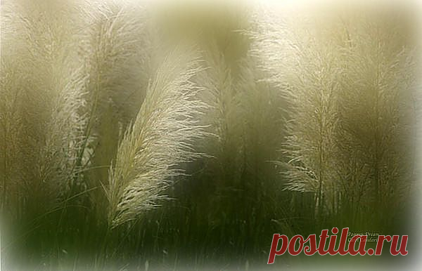 Pampas Dream Mixed Media by Carol Cavalaris - Pampas Dream Fine Art Prints and Posters for Sale