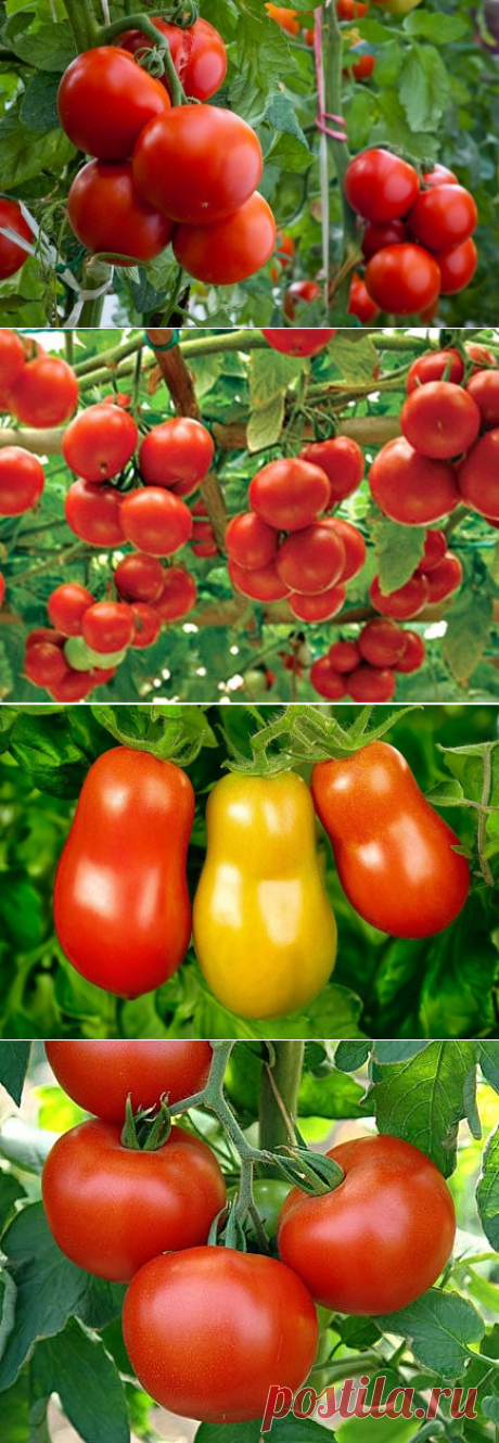 (1) Одноклассники