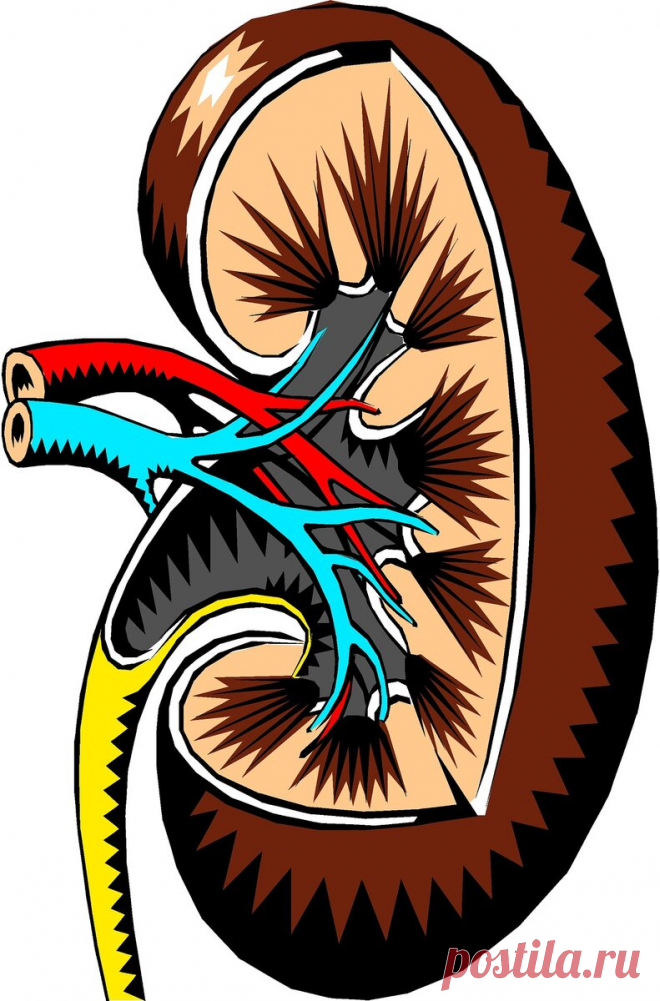 Почечная недостаточность: когда кожа посылает сигналы?
Когда врачи говорят о почечной недостаточности, то имеют в виду тяжелое состояние пациента, которое характеризуется нарушениями в работе этого парного органа. Чаще всего такая недостаточность развивается на фоне других патологий. И какой-то период остается незамеченной, поскольку больные усиленно лечат «основную болячку». А почки свои до поры...
Читай пост далее на сайте. Жми ⏫ссылку выше
