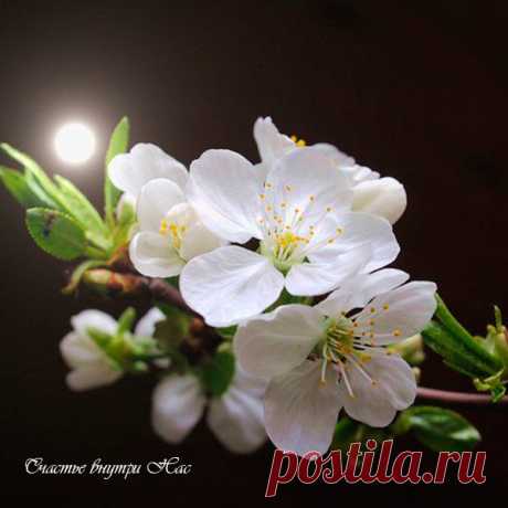Дарите людям красоту,
быть может мир добрее станет...
И кто-то злиться перестанет,
заполнив в сердце пустоту..