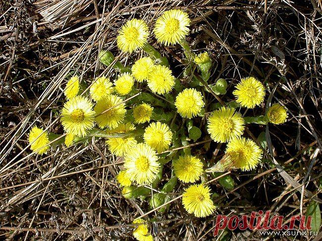 -и-мачеха расцветает, в медицине помогает / Будьте здоровы