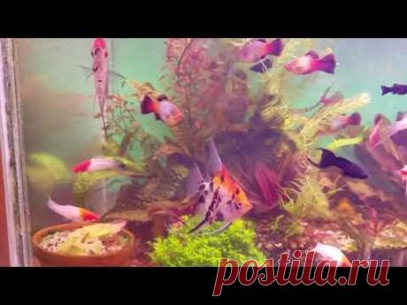 Аквариумное хозяйство у Валерия - YouTube