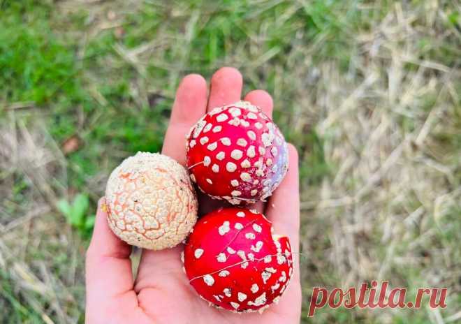 🍄🌿 Что я делаю с мухомором | Артур А. | Дзен