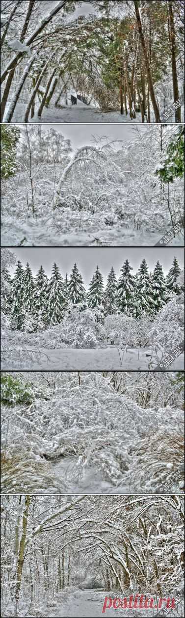 2011-01-10 - 1. Бирюлёвский дендропарк. После снегопада