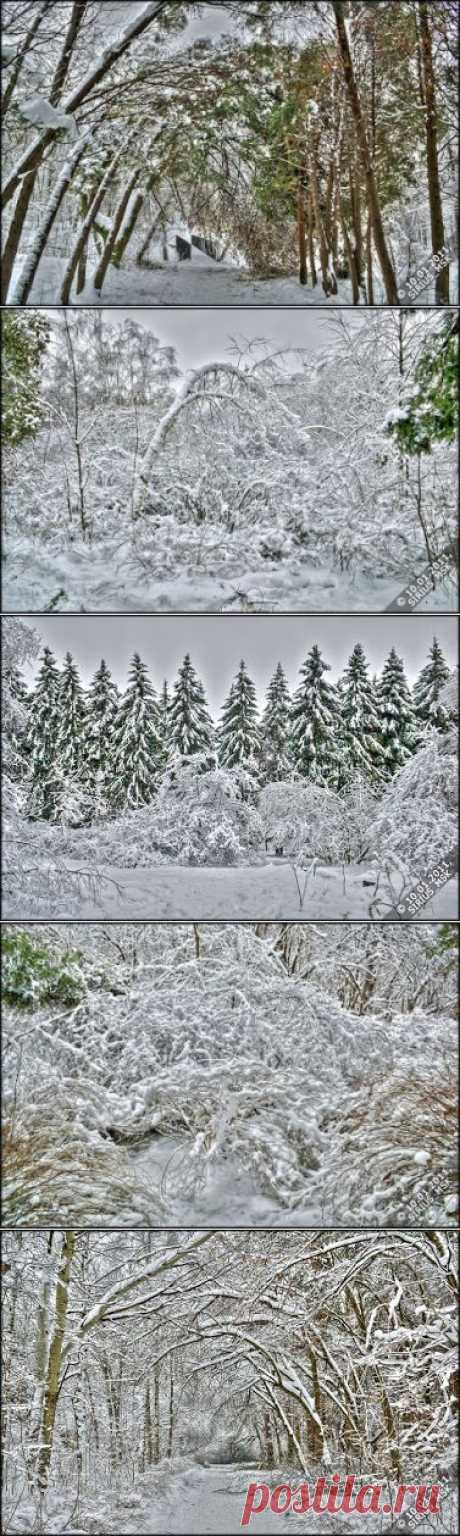 2011-01-10 - 1. Бирюлёвский дендропарк. После снегопада