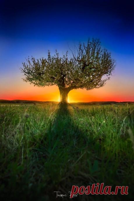 A L O N E by Thomas Roux on 500px | Tree &amp; Path
