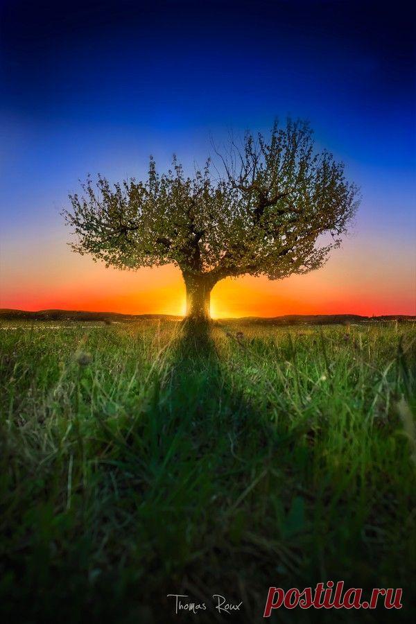 A L O N E by Thomas Roux on 500px | Tree & Path