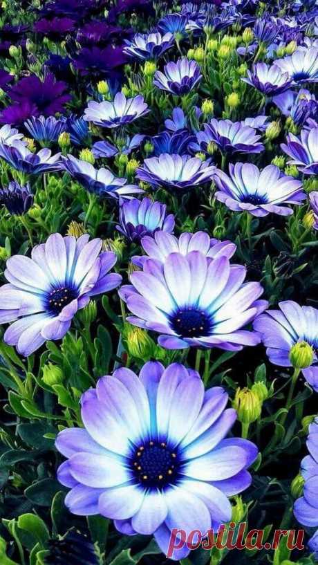 (2) Pinterest
