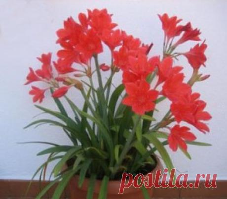 Валлота. Уход в домашних условиях. Пересадка. | Начинающему цветоводу