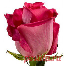 Topaz - Розы розовые - Розы