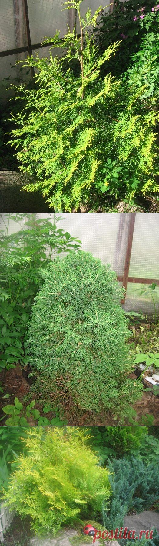 Поговорим о хвойниках