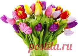 Тюльпаны. Выкопка и хранение. | Секреты урожая. Сайт Любови Ослонщиковой.