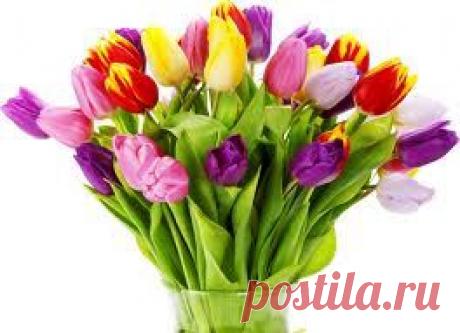 Тюльпаны. Выкопка и хранение. | Секреты урожая. Сайт Любови Ослонщиковой.