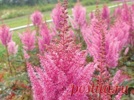 Астильба и её виды: спирея японская, арендса китайская на фото. Уход, посадка астильбы и выращивание из семян.