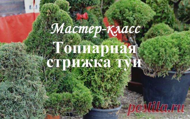 Мастер-класс: топиарная стрижка туи | В цветнике (Огород.ru)
