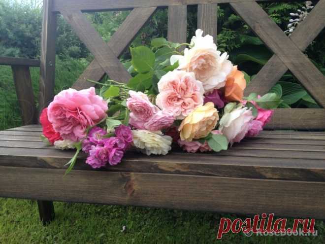 Сад Жанны 
На этом фото отмечены: Princess Alexandra of Kent, Perennial Blue, James Galway, Lichfield Angel, Lady of Shalott , Lady Emma Hamilton, Paul Bocuse, Pierre de Ronsard, Rosarium Uetersen

: Princess A…