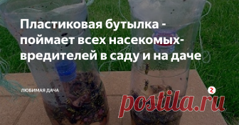 Пластиковая бутылка - поймает всех насекомых-вредителей в саду и на даче Сегодня с нетерпением хочу рассказать всем Вам в этой статье как обычная пластиковая бутылка стала универсальным помощником на моей даче. В частности, для вредителей плодовых и овощных насаждений. Никогда не думала, что пластиковые бутылки будут моими соратниками в отпугивании и уничтожении некоторых вредителей.
Мухи, муравьи и осы частые 