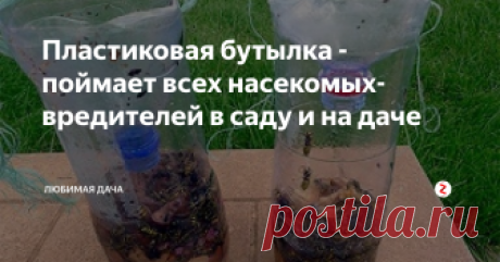 Пластиковая бутылка - поймает всех насекомых-вредителей в саду и на даче Сегодня с нетерпением хочу рассказать всем Вам в этой статье как обычная пластиковая бутылка стала универсальным помощником на моей даче. В частности, для вредителей плодовых и овощных насаждений. Никогда не думала, что пластиковые бутылки будут моими соратниками в отпугивании и уничтожении некоторых вредителей.
Мухи, муравьи и осы частые "гости" на моей любимой даче, но я не хочу с ними «соседств