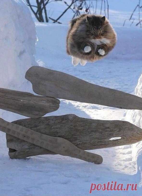 Жирненький, но грациозный