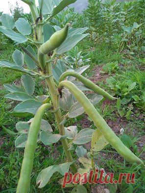 Бобы сажали в январе-феврале, теперь готовимся к сбору урожая. Калабрия.Италия.
