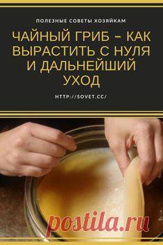 Не обязательно его покупать или искать у знакомых. Гриб можно вырастить самим с нуля.