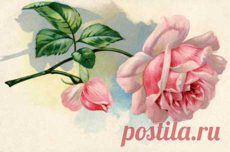 Pin Ле Шале де Pérelles Кэти R на Vintage иллюстраций ... Flo ...