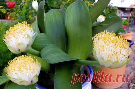 Луковичные комнатные цветы с названиями и фото