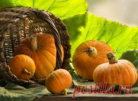 Тыква: вкусные и полезные блюда / Простые рецепты