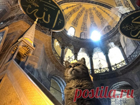 🐱 11 милых фото кота, который живет в мечети Святой Софии | Рекомендательная система Пульс Mail.ru