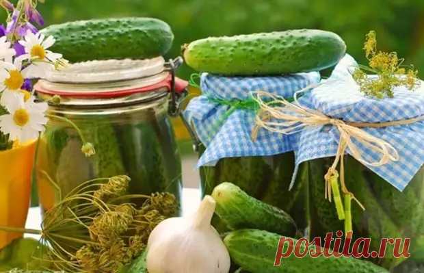 Готовим огурцы на зиму: 10 рецептов маринованных и соленых угощений - Будет вкусно - Медиаплатформа МирТесен