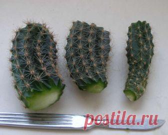 Способы укоренения кактусов - Форум цветоводов Фрау Флора