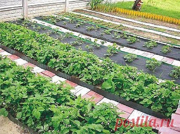 Маленькие секретики садоводу - огороднику. Добавь себе на стену, чтобы не забыть!

1. Йод для капусты. В ведро воды добавить 40 капель йода. Когда начнет формироваться кочан, поливать капусту под растение по 1 литру.

2. Ускорение пророста. Чтобы семена быстрее проросли их замачивают в растворе перекиси водорода (4%) на 12 часов (капуста), а семена помидоров и свеклы - на 24 часа. Для обеззараживания семян (вместо марганцовки) их обрабатывают 10% перекисью водорода 20 мину...