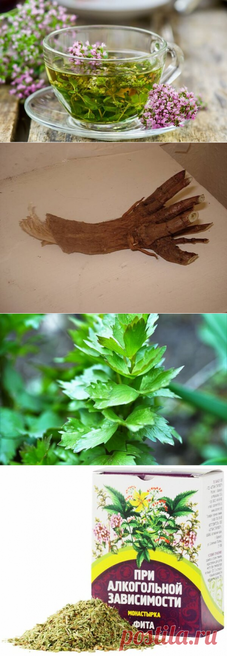 Растения против алкоголя | ЗЕЛЕНЫЙ МИР С ЕЛЕНОЙ | Яндекс Дзен