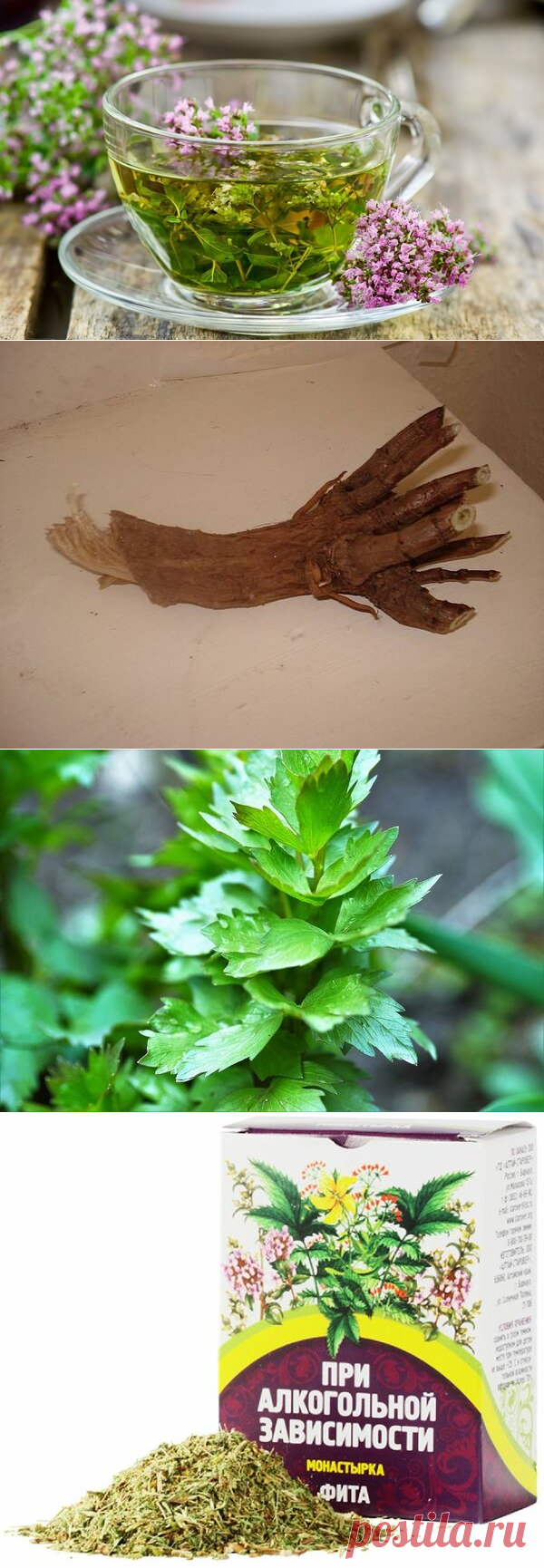 Растения против алкоголя | ЗЕЛЕНЫЙ МИР С ЕЛЕНОЙ | Яндекс Дзен
