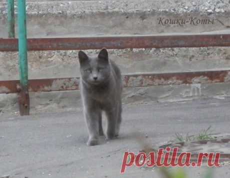 Кошкина печалька. Была в парикмахерской | Кошки &amp; Коты | Яндекс Дзен
🐱 😺 Автор текста и фото: Нина Стрелкова. 🐾 Весной так хочется быть красивыми. И любимыми. Думаете, только людям этого хочется, и преимущественно девушкам. А вот и нет, кошкам и котам и в особенности кошачьим девушкам тоже хочется того же. Так вот, жила-была кошка. Красивая. Но не очень уверенная в себе и своей кошачьей красоте. А от людей она слыхала вот что: чтобы стать красивой, надо пойти в парикмахерскую...