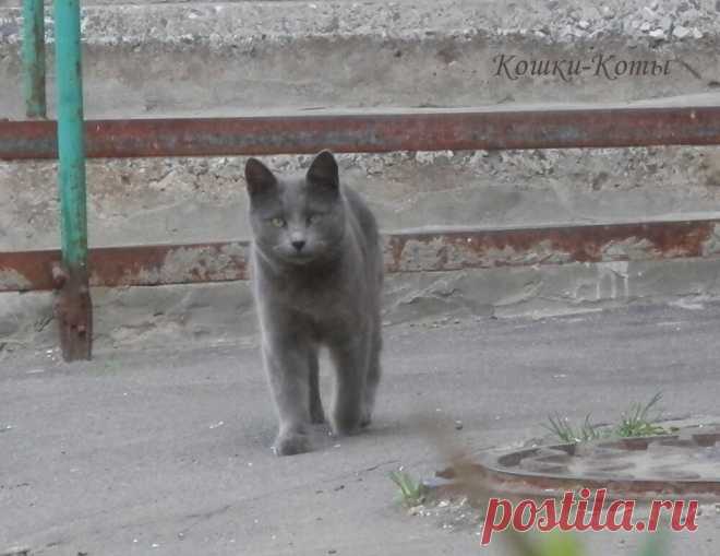 Кошкина печалька. Была в парикмахерской | Кошки & Коты | Яндекс Дзен
🐱 😺 Автор текста и фото: Нина Стрелкова. 🐾 Весной так хочется быть красивыми. И любимыми. Думаете, только людям этого хочется, и преимущественно девушкам. А вот и нет, кошкам и котам и в особенности кошачьим девушкам тоже хочется того же. Так вот, жила-была кошка. Красивая. Но не очень уверенная в себе и своей кошачьей красоте. А от людей она слыхала вот что: чтобы стать красивой, надо пойти в парикмахерскую...
