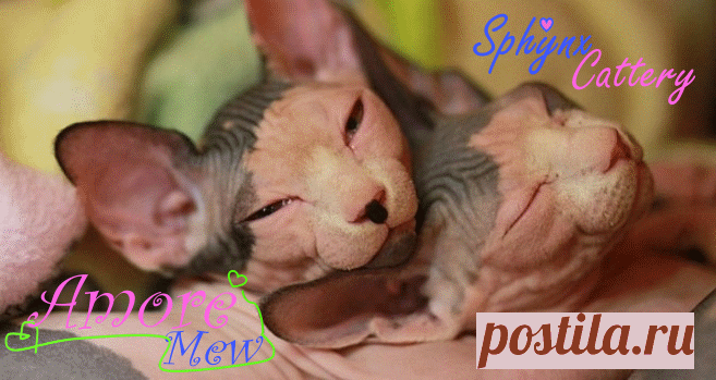 !!!!!!!!!!!!!!!!!!!!!!!!!!!!!!!!!!!!!!!!!!!!!!!!!!Канадский Сфинкс: питание. Питомник Канадских Сфинксов Amore Mew! Чем, как, сколько кормить канадского сфинкса? Необходимые витамины для развития кошек, белки, углеводы. Коты, кошки, котята, сфинксы: правильный рацион питания, рецепт приготовления еды котенку.
