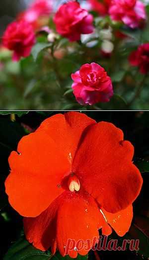 Бальзамин – нетерпеливый цветок. Характеристики сортов и советі по уходу.