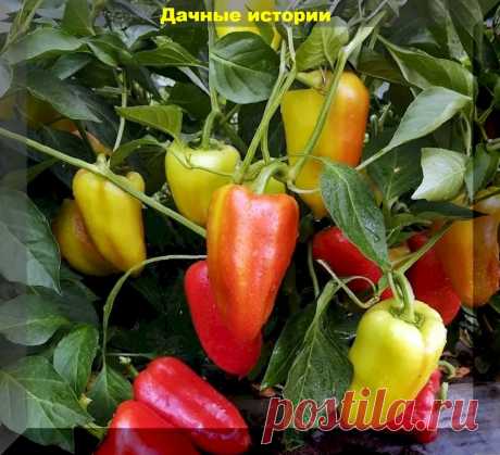 Перец просто сказка: очень урожайные, вкусные и привлекательные сорта сладкого перца, которые следует сажать каждый год | Дачные истории | Дзен