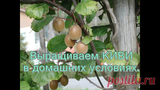 Выращиваем КИВИ в Домашних условиях.