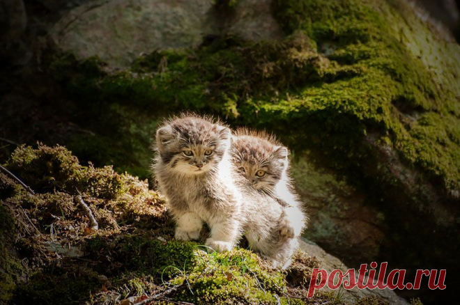 Манул — самая экспрессивная кошка в мире • НОВОСТИ В ФОТОГРАФИЯХ