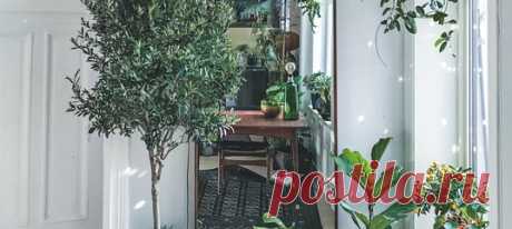 Жизнь в городе по-своему хороша, но порой так хочется чего-то зеленого, цветущего, тропического. Выход простой — завести растение. А лучше несколько! И в этом нет ничего страшного и сложного. Сплошное зеленое счастье. У Андерса Рёйнеберга, который живет в маленькой квартире в Осло, больше сотни растений. Бананы, цитрусовые и оливковые деревья, папоротники, суккуленты и другие товарищи с трудными названиями. Книга Андреса — подробное руководство для тех, кто влюблен в растения, но не очень…